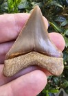 Peruvian Chubutensis Shark Tooth Fossil Not Megalodon