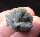 Trilobite-1 - Large-flexicalymeme Meeki- Ordovician- Cincinnati  Ohio
