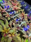 Ludwigia Peruensis Pot   Buy3get1free   Live Aquatic Plants