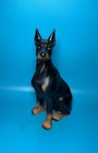 Doberman Pinscher Ceramic Sitting Dog Figurine Vintage Statue 7 5    Tall Ec