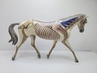 Breyer Traditional Model Horse Anatomy In Motion  1228