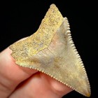 Great White Shark Tooth 1 49  Megalodon Teeth Era Fossil Unrestored