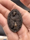 Revolutionary War Era Brass Horse Harness Rosette Oval Tack Mount Dug 
