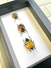 3 X Man Faced Stink Bug Collection Deep Box Frame Display Case Insect Beetle