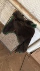 Genuine Black Bear Rug  4   5       Nose-to-tail