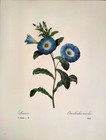 P  J  Redoute Flowers Convolvulus Tricolor Botanical Art Print Book Plate 74