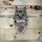       bobcat Shoulder Mount taxidermy deer Mount antlers craft hunting mancave Bar