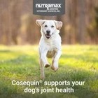 Joint Health Supplement For Dogs Soft Chews