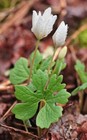 20 Wild Fresh Bloodroot Bare Root Spring Wildflower 