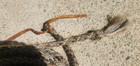 True 30  Foot Horsehair Rope 1 2  Diameter 4 Strand Not A Mecate