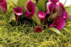 Supermoss  27012  Spanish Moss Preserved  Chartreuse  3lbs
