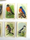 Arm   Hammer Cow Brand Vtg Advertising Trading Card Lot Useful Birds Of America