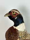Vintage Ringneck Pheasant Taxidermy Mount On Driftwood     28    Wall Display
