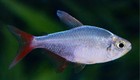 Red   Blue Colombian Tetra     Schooling Tropical Aquarium Fish     Tank Raised