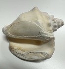 Vintage Natural Conch Sea Shell 5 5    Long Beautiful Shell