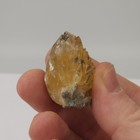 Ruck s Pit Calcite Clam Fossil - Mercenaria Permagna - Ft  Drum  Florida