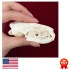 Taxidermy Real Mink Skull Animal Bone Specimen Science Education Display