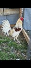 Judge Wilkens Typewriter Blues Gamefowl Hatching Eggs One Dozen