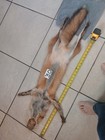 Garment Tanned Red Fox Pelt With Feet Claws  Thick Winter Fur  Nice Coloring