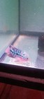 Live Flowerhorn Fish Female Super Red  Kok Head Size 3  A16  empty Eggs 