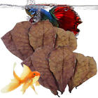 Leaf Aquarium Catappa 50pcs Betta Care Almond Shrimp Leaves Indian Fish Ketapang