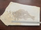 2 Large Priscacara Serrata Fossil Fish Warfield Formation Wy Largely Unprepared