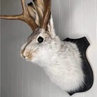 Jackalope Mount  Jackalope Taxidermy  Animal Head Wall Decor  Deer Head Wall Mou