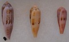 Conus Viola Blatteus 34mm   Conus Viola 2 Shells 30 24mm Data In 1st Picture 