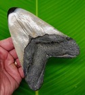 5 43     Megalodon Shark Tooth Real Fossil  - Xl Jet Back Size  