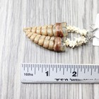 Rattlesnake Rattle Plus Vertebrae Earrings   4055  Mountain Man Earrings