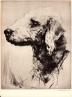 1930s Antique Bedlington Terrier Art Print Malcolm Nicholson Bedlington 4524t