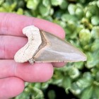 1 9     Angustidens Shark Tooth - Summerville Sc Land Site - High Quality