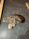 Fossilized Crab Carapace  possibly Blue Crab Or Ancestor To It   Norfolk Va 