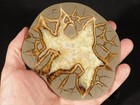 Polished Fluorescent Septarian Nodule Slab 100  Natural With Stand Utah 294gr