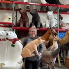 Baby Pig Sitting Life Size Resin Statue Farm Animal Theme Display Prop Decor
