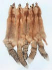 Canadian Red Fox  Tanned- Long Silky Fur  Beautiful