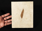 50 Million Year Old Leaf Fossil 100  Natural From Fossil Lake Wyoming 557gr