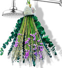 Eucalyptus For Shower With Lavender fresh Green Eucalyptus Stems With Dried P   