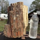       rr        Colorful Agate Log Section Arizona Petrified Wood  30  Lb     