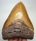Stunning Megalodon Shark Tooth - Real 5 52  - Shark Teeth - No Restorations