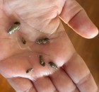 25  Live Malaysian Trumpet Snails Algae Eaters  Freshwater read Description Plz
