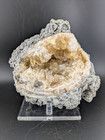 4 5  Mercenaria Permagna Clam Fossil Golden Calcite Crystal Rucks Pit Florida A