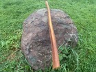 Dry Osage Orange Bow Stave Billet Wood  54 5  Working A103