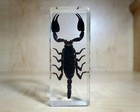 Large Black Scorpion In Resin  Oddities  Heterometrus Liangi