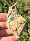 New Mexico Fossil Trilobite In Matrix Ditomypyge Pennsylvanian Age Bug