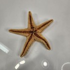 Starfish 9 5in Real Specimen Large Dried Seashell Beach Ocean Home Decor