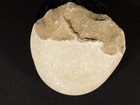 Big 2 9 To 1 7 Million Year Old Paleolithic Age Oldowan Pebble Chopper 1100gr