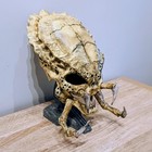 Fan-made Predator Yautja Skull     Hand-painted   Weathered Prop On Display Plinth