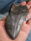 Natural Beautiful Megalodon Tooth Fossil Shark Teeth