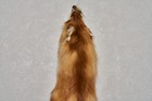 Siberian Red Fox Tanned Fur Pelt - Skin  Hide For Sale - Tf7732